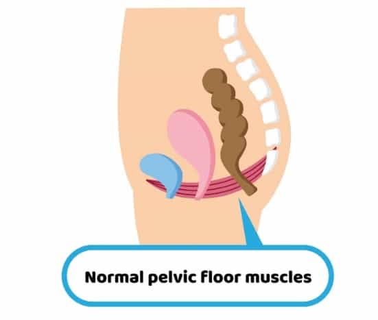 Pelvic muscles