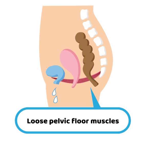 pelvic muscles