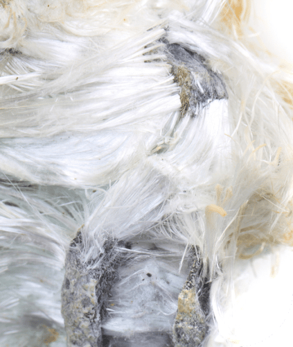 asbestos