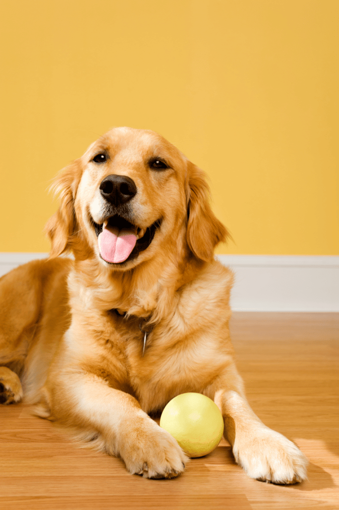dog