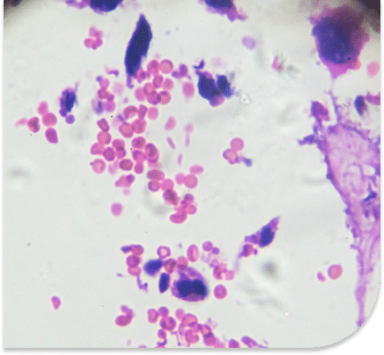 organisms viewed under a microscope