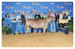 A priced cow at the Houston Livestock Show and Rodeo