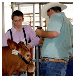 A cow and two people at the Houston Livestock Show and Rodeo
