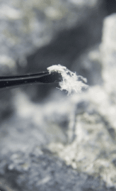 Magnified Image of Chrysotile Asbestos Fibers