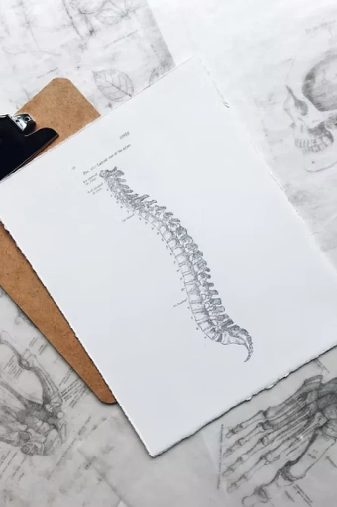 Realistic pencil drawing of a spinal cord