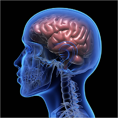 A brain representing women's brain health