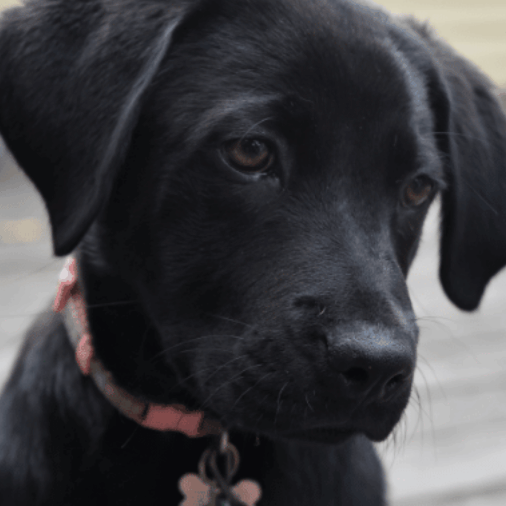 Black puppy
