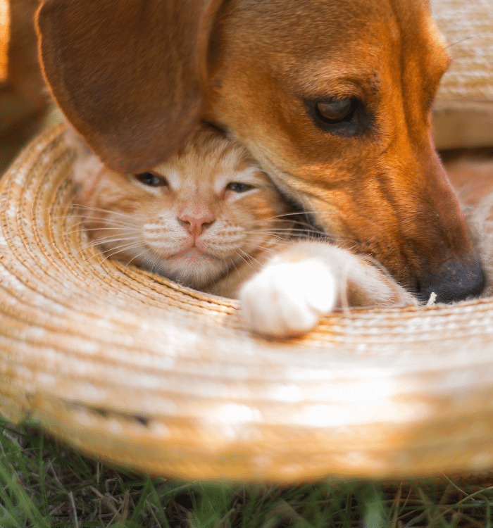 A dog and a cat representing pets who might be exposed to asbestos