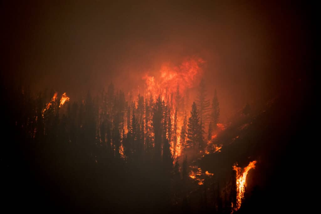 Angry red hot flames in a pine forest at night
